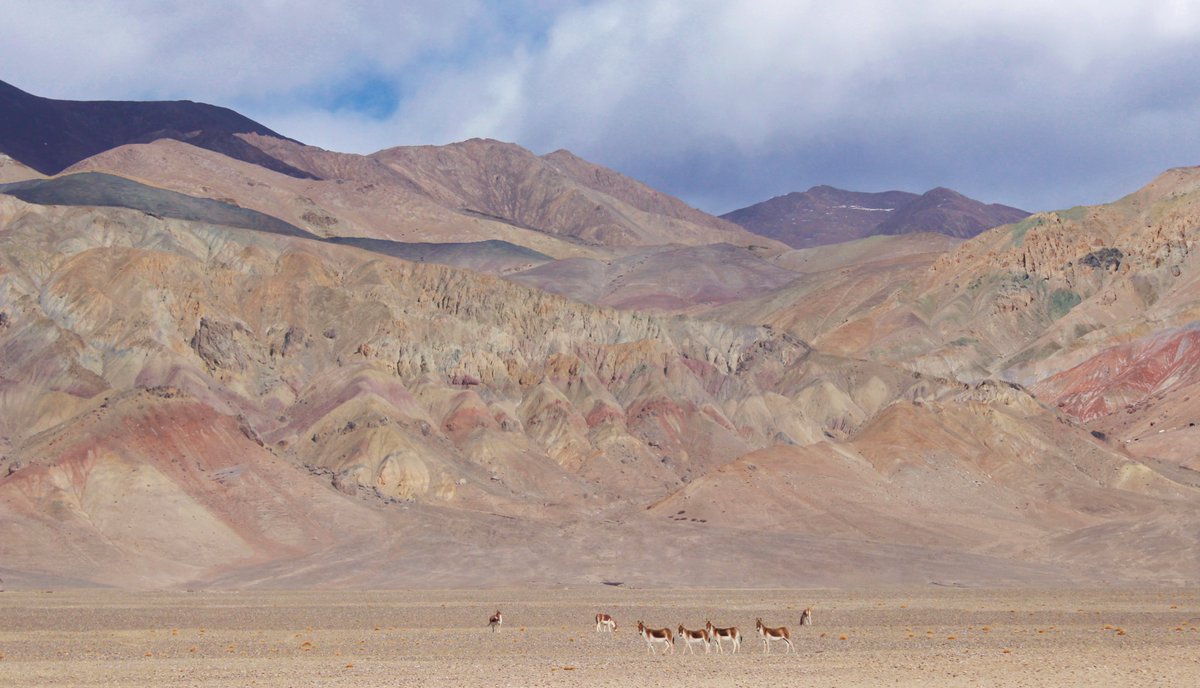 #Holi2024 - A Kyang's Holi 😉 If the scale of the landscape doesn't move you, the hues will! A herd of Kyang look on as they graze the wild borders of Tibet and Ladakh at Tsaga