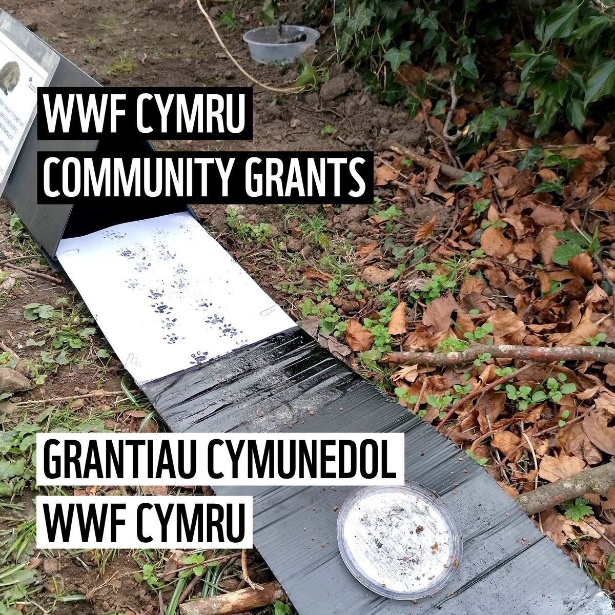 WWFCymru tweet picture