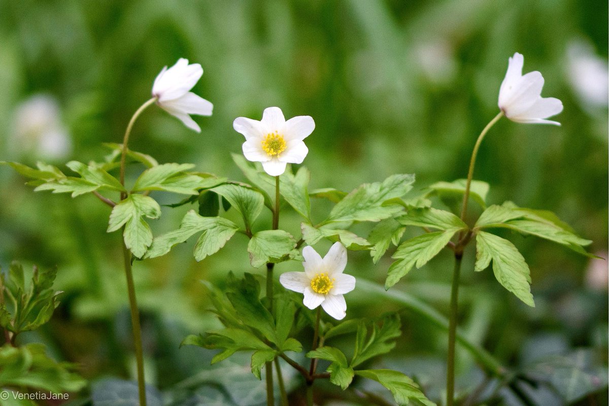 ’Our Lady's Petticoat' is an old folk name for the Wood Anemone, Anemone nemorosa. These star-like #wildflowers light up the woodland floor in spring, and appear around the time of #LadyDay, and the Feast of the Annunciation, which are both commemorated #OTD, 25th March. #nature