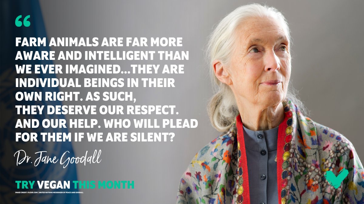 veganuary's tweet photo. Please join us in wishing renowned environmentalist and primatologist, Jane Goodall a very happy 90th birthday today! 🎉 @JaneGoodallInst https://t.co/64NZ9Ra7vo