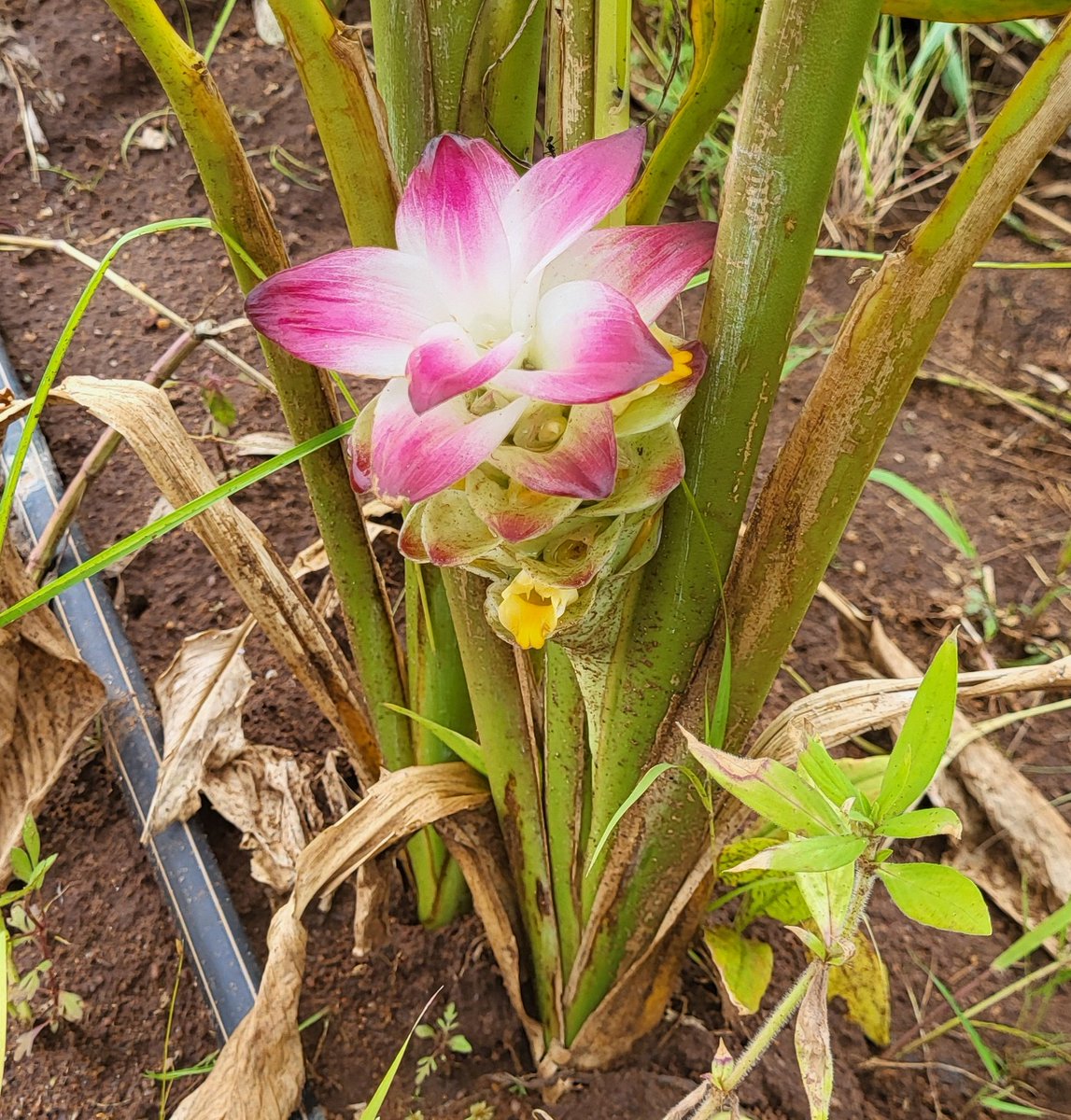 FarmerSteveM's tweet photo. Guess what plant ? https://t.co/Luek3YxdL8
