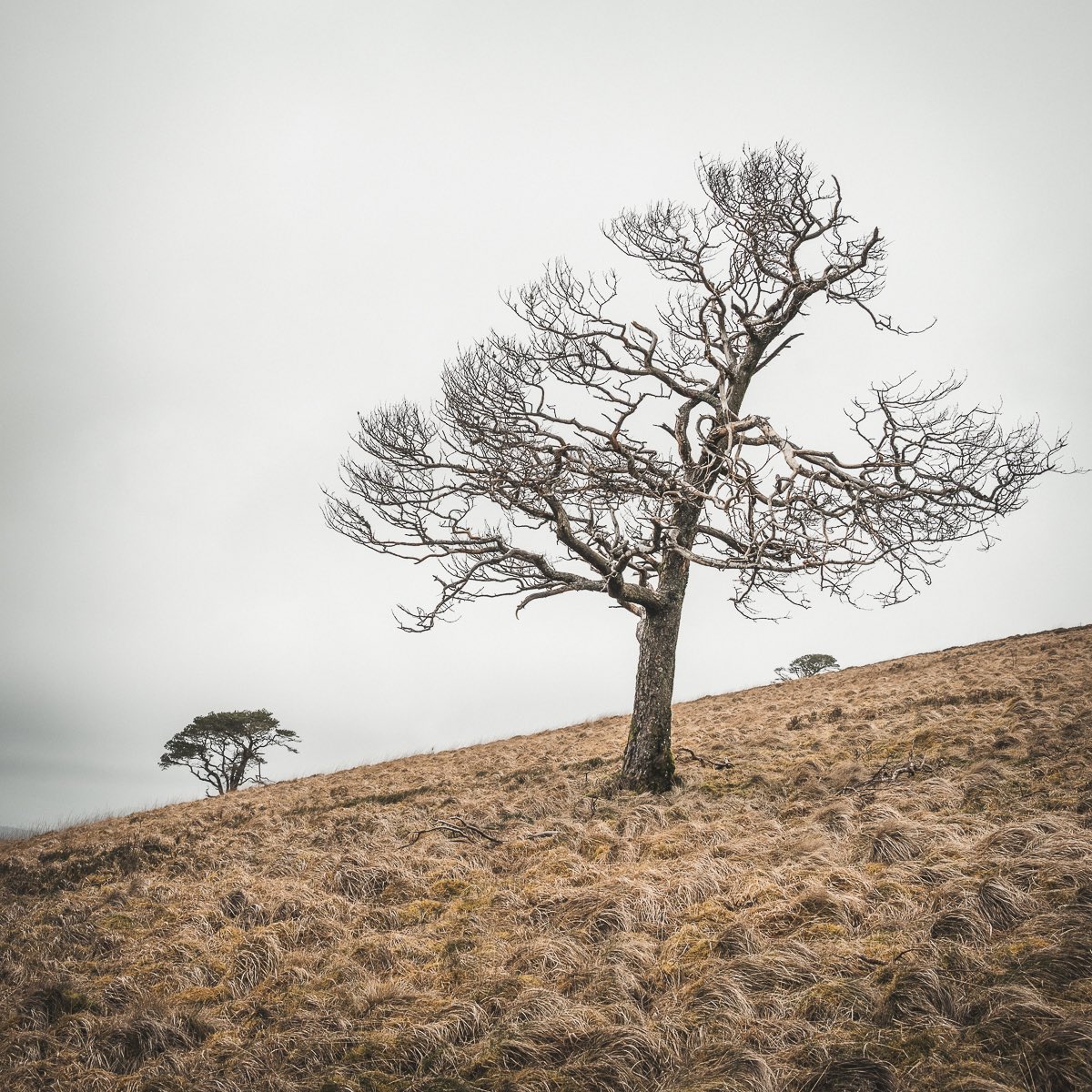 Three trees, Lake District #fsprintmonday @VisitKeswick @OPOTY