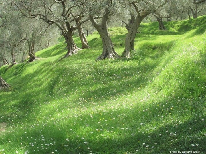 Fairytale ✨🍃