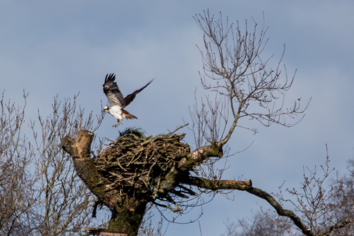 Brian Taylor tweet media