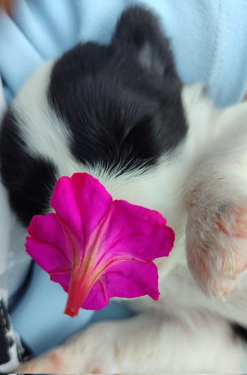 Flower Puppy 🌺🐶
