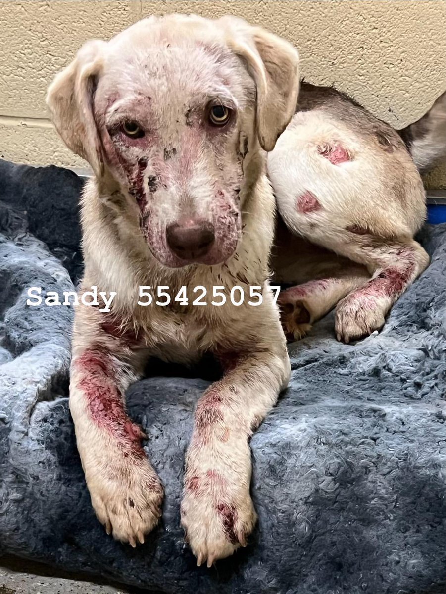 🚨𝐋𝐀𝐒𝐓 𝐂𝐀𝐋𝐋 #FortWorth #TX March 25 SANDY 55425057 (age?) She did not look like this when she came in. Some crusty areas but she got worse. On 3/16, she was retested for demodex & it was high positive - started on treatment for it #dogsoftwitter #Texas #dfw MORE ⬇️