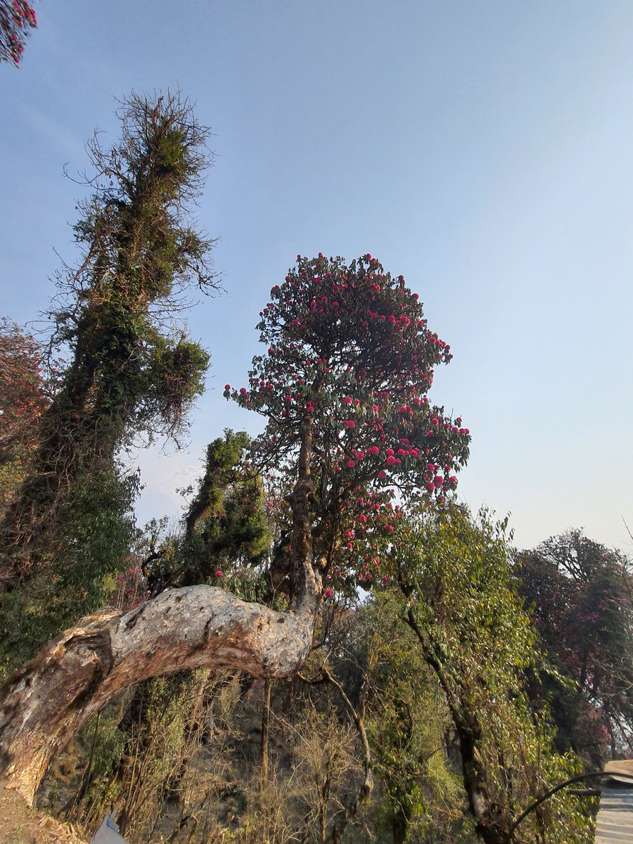 AExtinct's tweet image. रुख बाङ्गो भएर के भो! फूल्ने बेला त सुन्दर नै छ त. 
#rhododendron #hiking #trekking