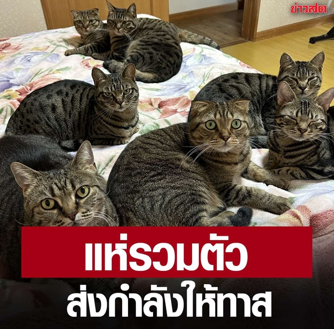 TarotYouuuu's tweet photo. ที่ญี่ปุ่น สามีภรรยาทะเลาะกัน ภรรยาเลยขึ้นมาห้องนอน เพื่อสงบใจ ปรากฎว่าน้องแมว 7 ตัวที่เลี้ยงไว้มานอนบนเตียง เพื่อส่งกำลังใจว่าแม่ยังมีพวกหนูอยู่นะ น่ารักมากจริงๆ ❤️❤️❤️❤️❤️ https://t.co/nTf2lHRWy1
