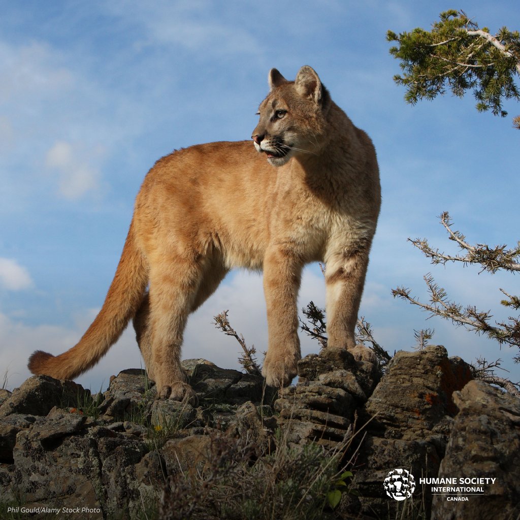 Sadly, #cougars across Canada are becoming increasingly threatened by habitat loss and #trophyhunting. Join us as we work to protect these amazing animals against threats to their survival.