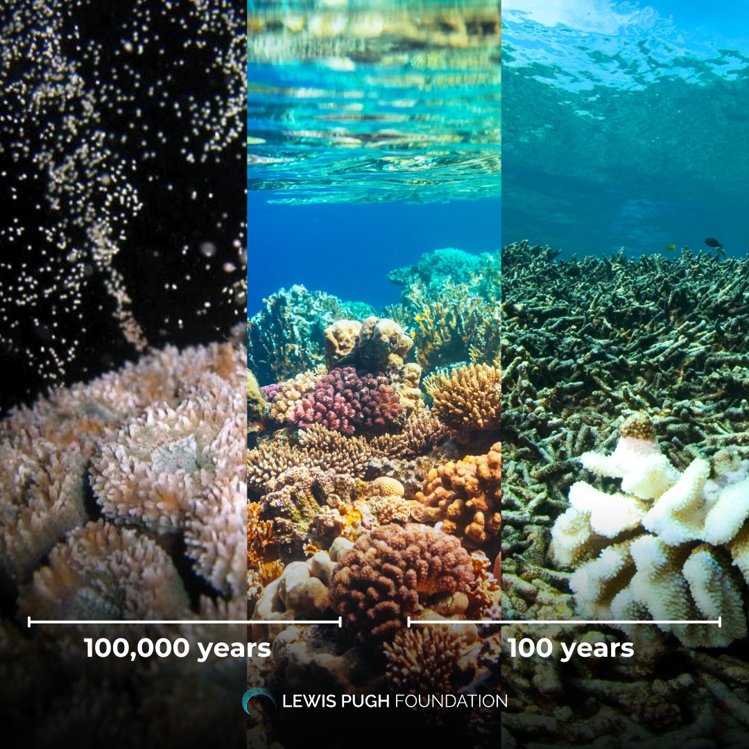 LewisPughFDN's tweet image. What nature builds over millennia, humans can erase in a single lifetime.