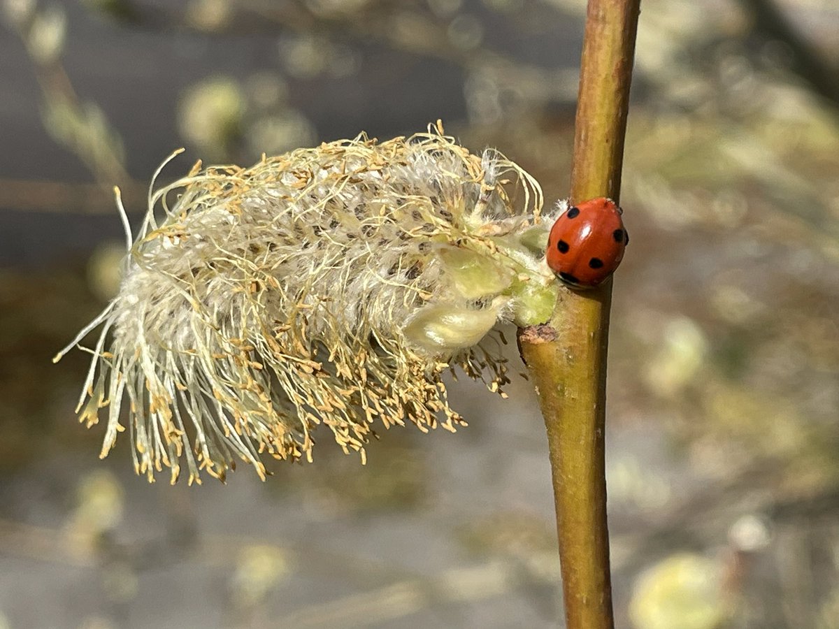 Several ladybirds out on the goat willow by the ruined buildings in the early spring sunshine @WarrenFarmNR including this 7 spot one.