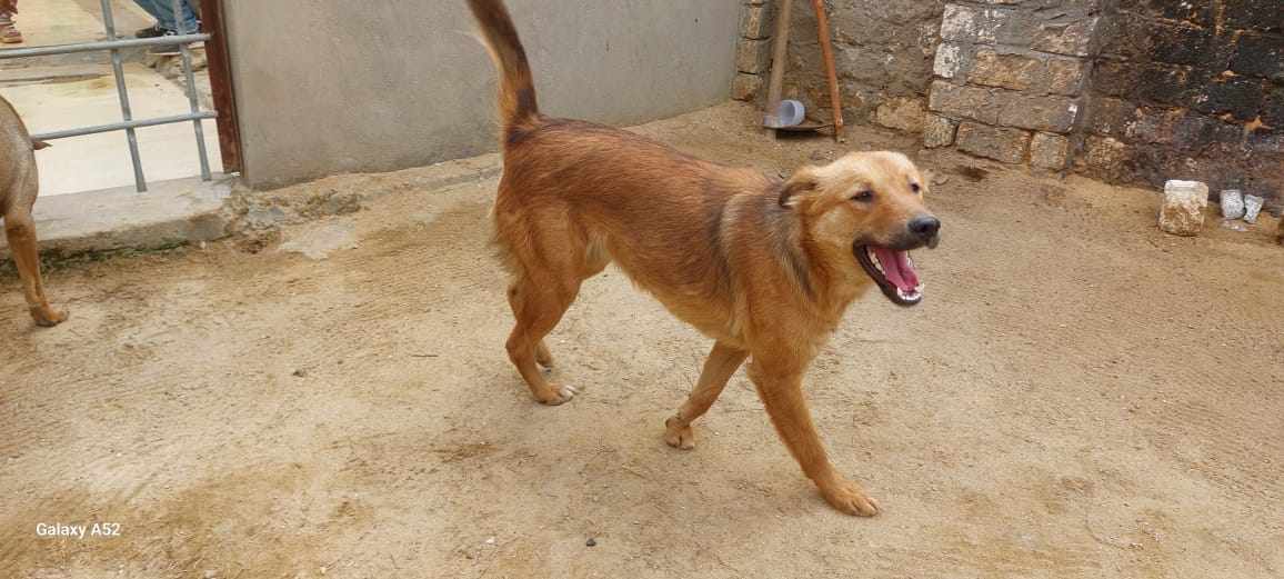 #HappyMonday! Here are just two of the Egyptian #dogs we were able to #spay/#neuter thanks to recent donations The #gorgeous Freska and Batata The current cost is £24 per #dog 100% of #donations go to the #animals Pls donate by PayPal info@miraclesmission.org REF TNR10