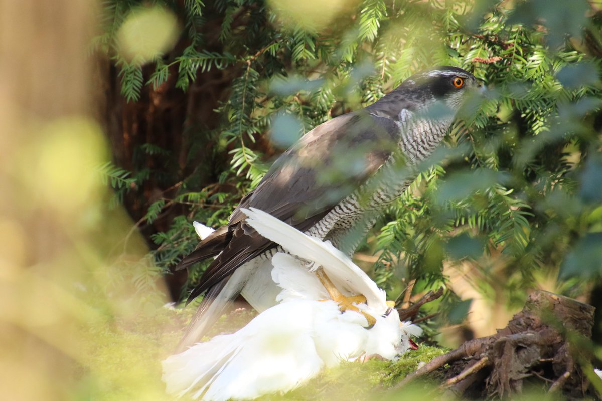 Daar gaat een duif van #HetBruidsKleedVanGenoveva #Roofvogel #Sprookjesbos #Efteling