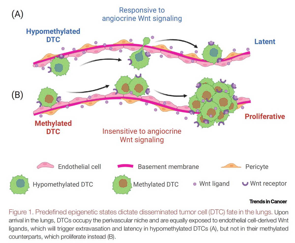 HellmutAugustin's tweet photo. Beautiful editorial published by @GhajarLab in @trendscancer (https://t.co/VhvoVSZEBP) on our recent vascular metastatic niche fate decision paper in @NatureCancer (https://t.co/PopI0iEmSj).Great pleasure to have ones work being independently reflected with somebody else's words! https://t.co/UqTkDxB0fj