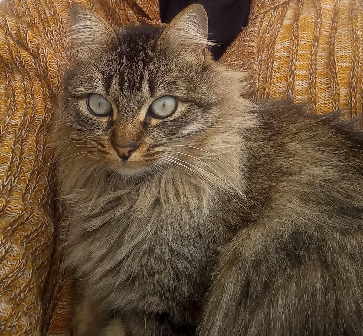 HaroContxi's tweet photo. Bon dia, Cerdanyola, 
La nostra gata s’ha perdut a l’Av. Flor de Maig,  on vivim. Porta dues nits fora i estem desesperats cercant-la. Si la veieu, respon al nom de “Mia” i és bastant dòcil; aviseu-nos, si us plau. https://t.co/Gs2FbOuvWo