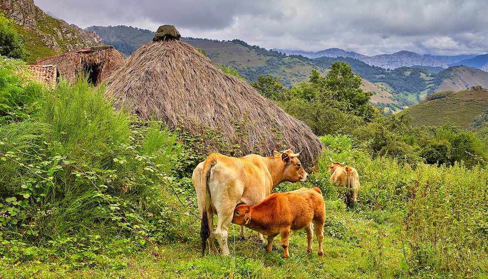 AUTONOMÍAS 📌 El gobierno de Asturias convoca ayudas de la PAC por más de 92 millones. 📊 Más información ⬇️ agronegocios.es/agronegocios/a… #Agricultura #Ganadería #Asturias #PAC @GobAsturias @mapagob