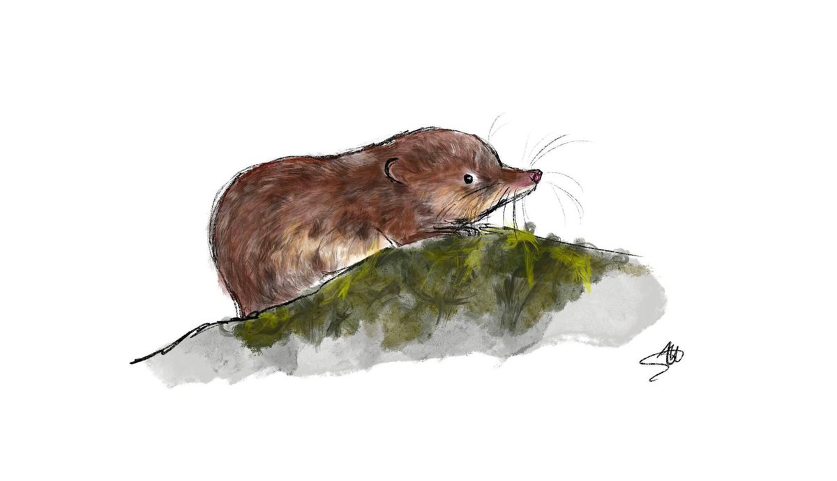 If you do any local #wildlife #conservation #volunteering, or are interested in doing so, please take 5 mins to complete this survey to help @Mammal_Society support local groups. forms.office.com/pages/response… You could receive a signed limited edition art print by Alicia Hayden!