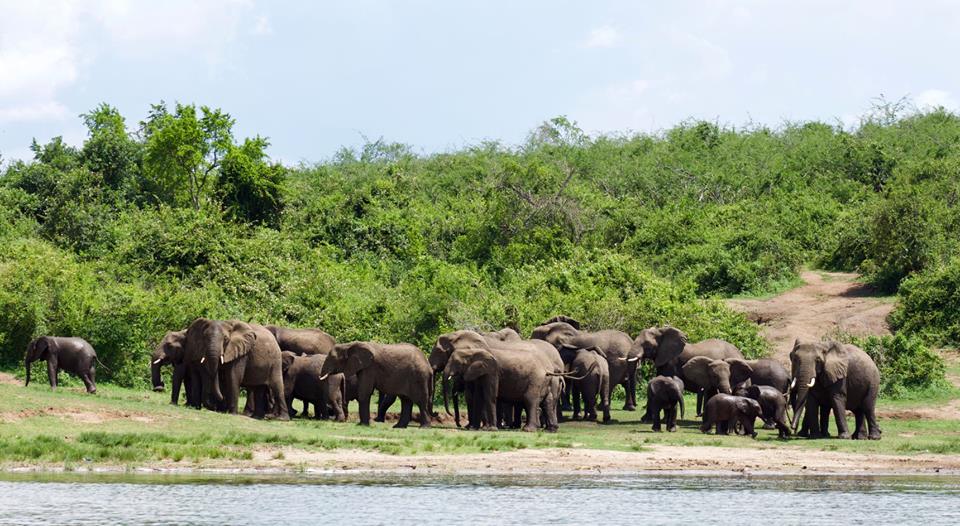 Kazinga Channel is known for its abundance of wildlife and scenic boat safaris. All day through, the shore grounds are crowded as most wildlife compete in the race of life. #VisitUganda #KazingaChannel #QueenEizabethNationalPark