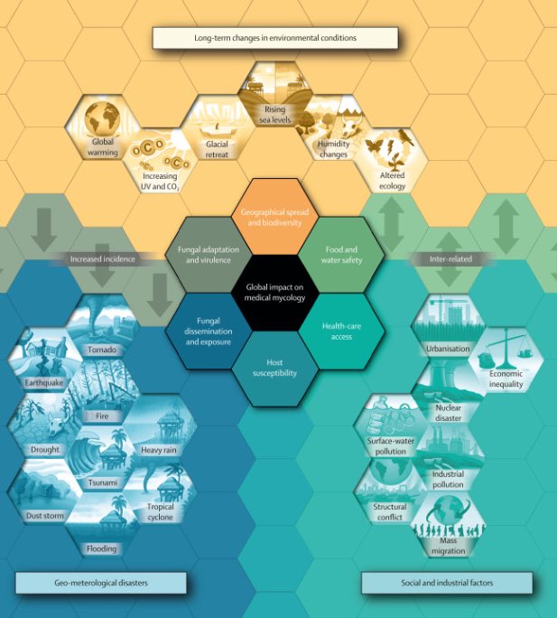 Super “ice-cool” new review on “Impact of climate change & natural disasters on fungal infections” March 2024 The Lancet Microbe DOI:  10.1016/S2666-5247(24)00039. ⁦@MRCcmm⁩ ⁦@ISHAM_Mycology⁩ ⁦@eurconfmedmycol⁩ ⁦⁦@martinhoenigl⁩ ⁦@BritSocMedMyc⁩