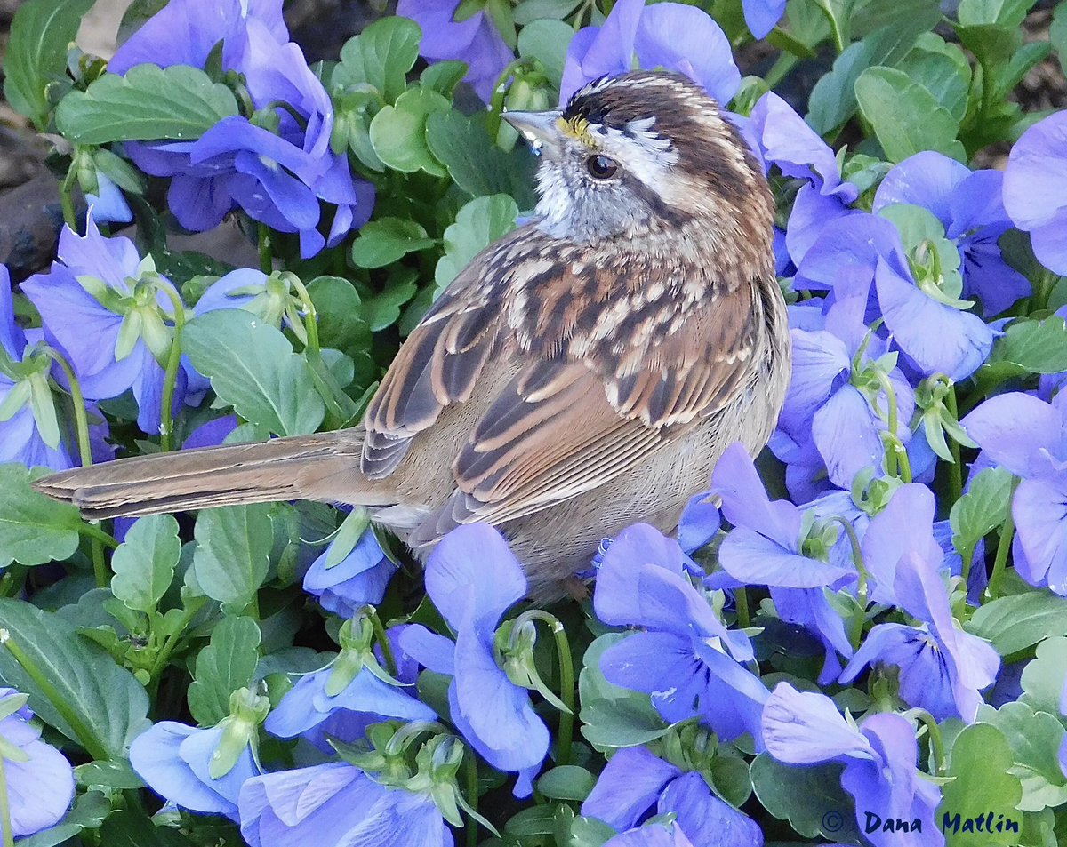 White-throated Sparrow in a Bryant Park flower bed. #birdcpp #BirdsSeenIn2024 #birdphotography #naturephotography #birdwatching