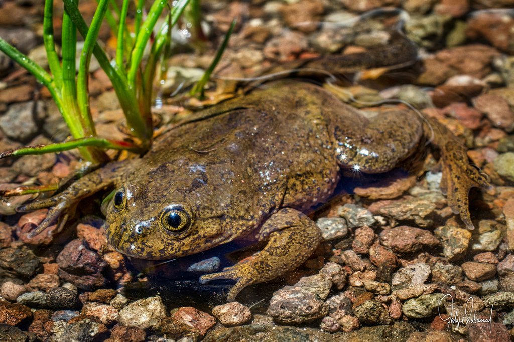 Critically Endangered Species of the Day tweet media