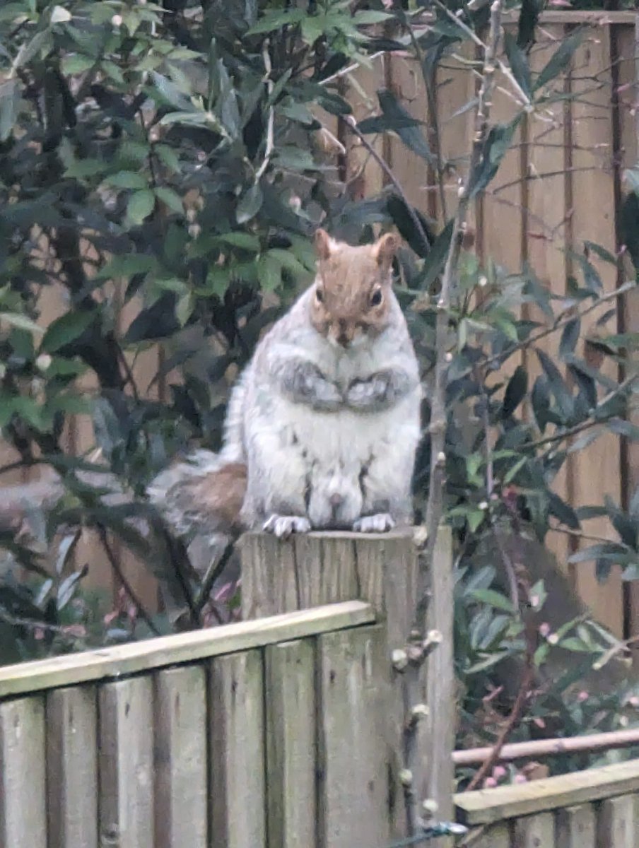 Amid all the terrible news, let’s take a second to appreciate Mr.Squirrel who showed up at my sister’s house this morning