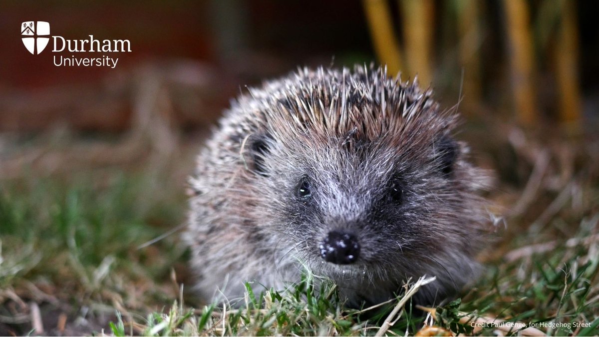 We’re helping to monitor the UK’s #hedgehogs to try & reverse the fall in their numbers. Durham University & @mammalweb are partners in the National Hedgehog Monitoring Programme @PTES @hedgehogsociety 🦔 Find out more & get involved 👉 brnw.ch/21wIc0q @IAAs_Durham