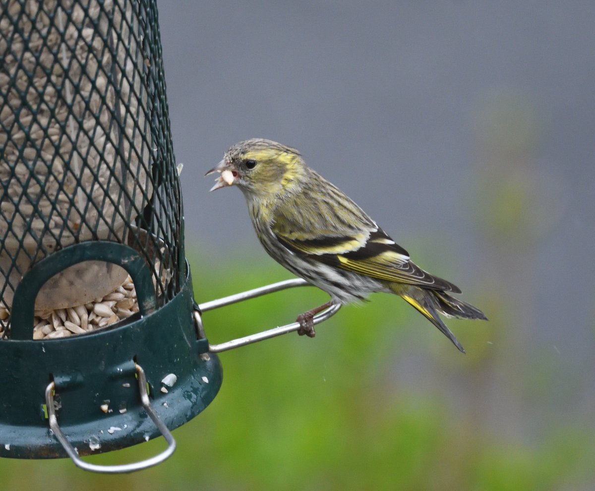 Just when I was despairing about the seemingly endless miserable weather and declining wildlife around here, a beautiful pair of #Siskins arrived in my garden to cheer me up this morning #Shutterton #Dawlish #Devon #SmallBlessings