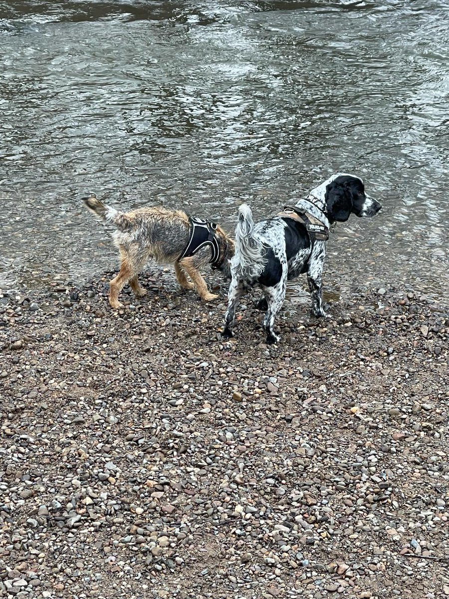 Lenny & Herbie 💕#cheadlepetcare #homeboardingfordogs #homefromhomedogboarding #doghomeboarding #dogsofinstagram #borderterrier #borderterriersofinstagram #cockerspaniel #cockerspaneilsofinstagram