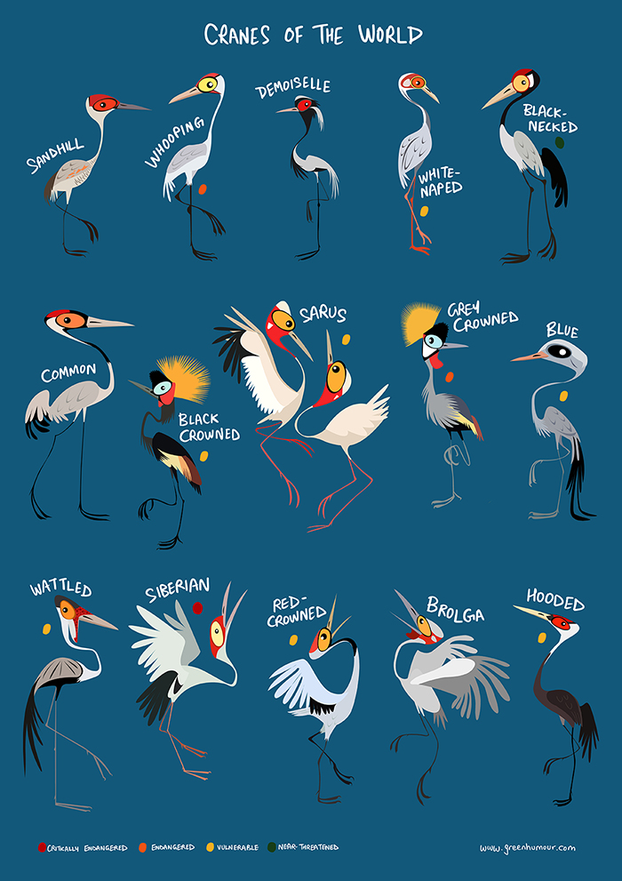 Meet the 15 species of cranes of the world Posters and merchandise shipped worldwide via redbubble.com/shop/ap/159488… For orders within India visit happywagon.com/collections/gr… #birds #birdwatching #birding #wildlife #ornithology #greenhumour #naturalhistory #illustration