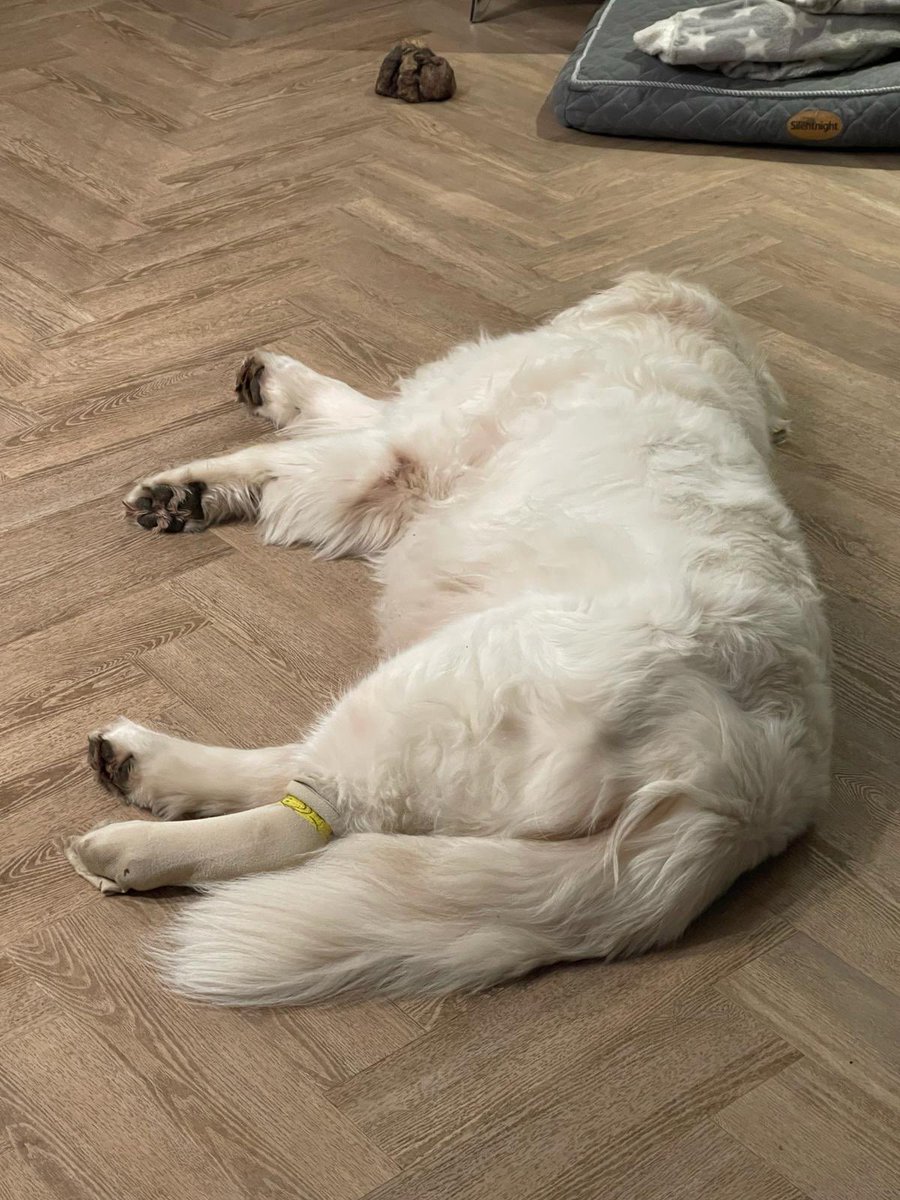 Sam💤💤#cheadlepetcare #homeboardingfordogs #homefromhomedogboarding #doghomeboarding #dogsofinstagram #goldenretriever #goldenretrieversofinstagram