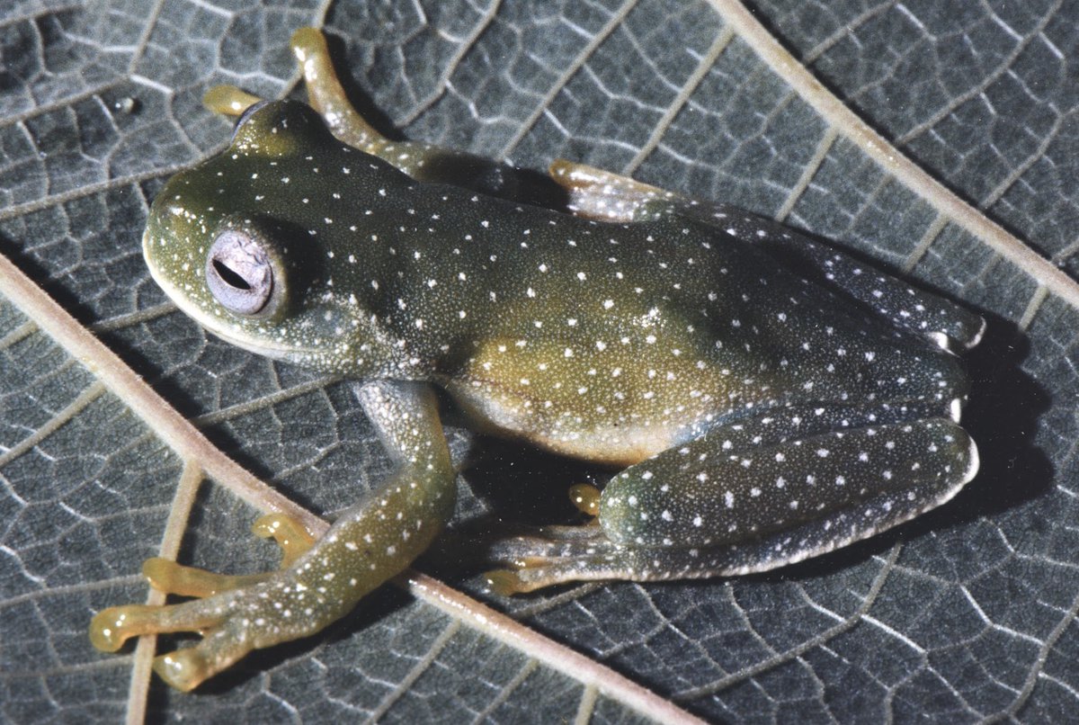 Great enthusiasm on the new frogs branch on XC. The number of species has doubled in a week. Nearly 40 recordists have joined with first recordings, from SE Asia, Australia, Europe, some from the Americas and Africa. Image of glass frog by Rinus Hoogmoed. xeno-canto.org/?gid=4