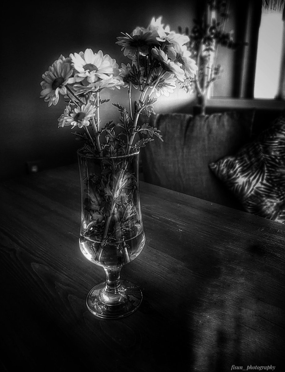 fisunphotograp1's tweet photo. #photo #foto #photography #bnwphotography #papatya #mydaisy #daisytime https://t.co/gnopjkYjfz