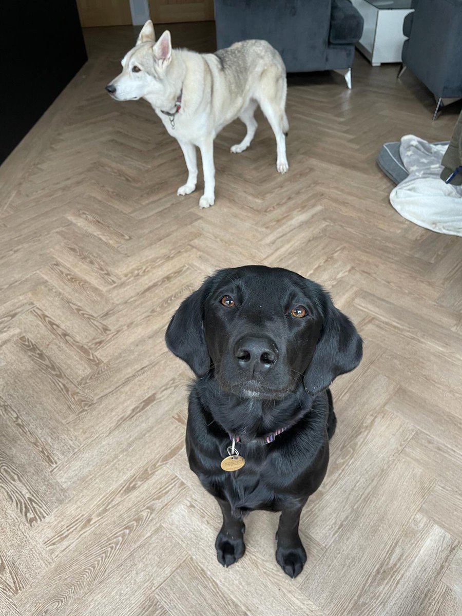 Maude & Willow 💕#cheadlepetcare #homeboardingfordogs #homefromhomedogboarding #doghomeboarding #dogsofinstagram #springerlabcross #springerlabmix #northerninuitdog #northerninuitsofinstagram