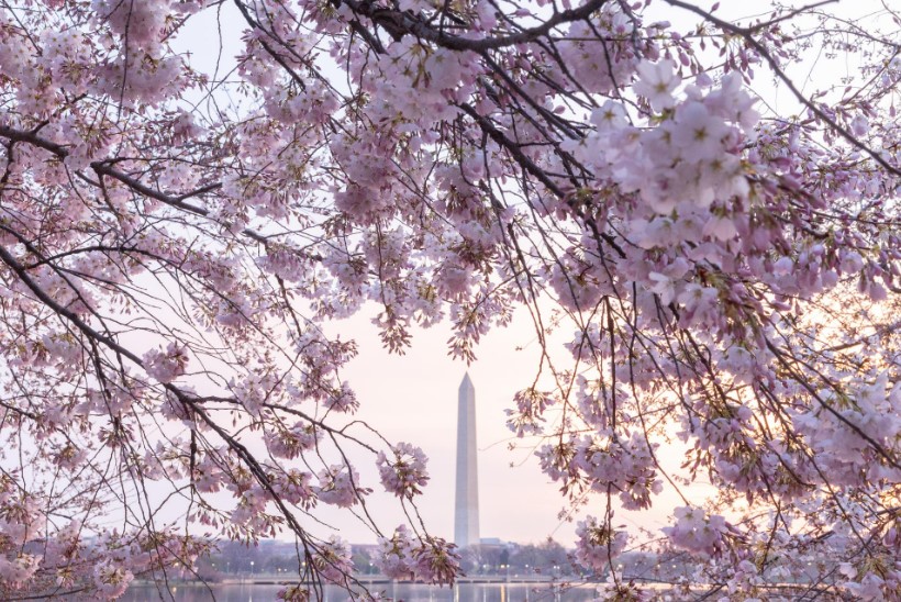 Kochi beats the rest of #Japan in race to announce first #cherryblooms of the season; Japan's cherry blossoms are also blooming in Washington, DC  today from its 1912 gift of friendship to the people of the United States #Japan #Asia #cherryblossom   asahi.com/ajw/articles/1…