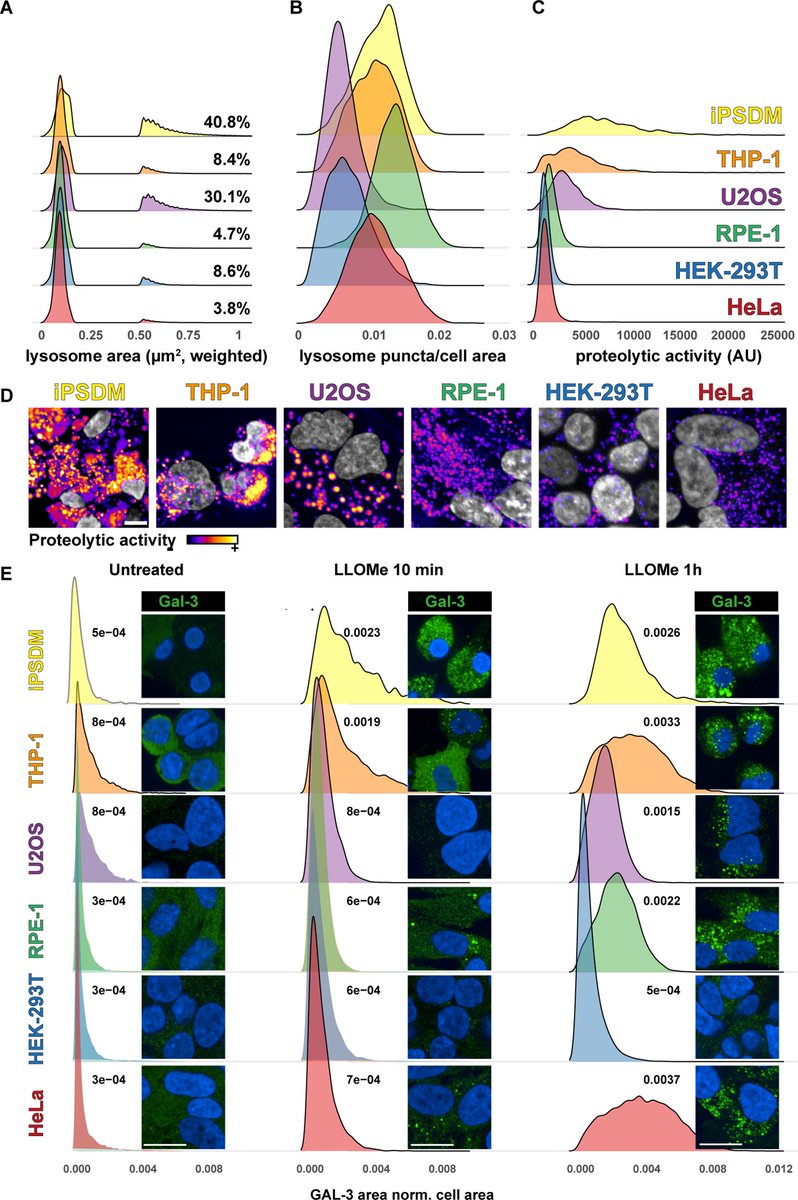 Single-organelle resolution approaches have the potential to advance our knowledge of the heterogeneity of #lysosome function. @maxgabgut & @claudiobussi propose a 'lysosome states' concept that links single lysosomes to function. plos.io/3xatAMA