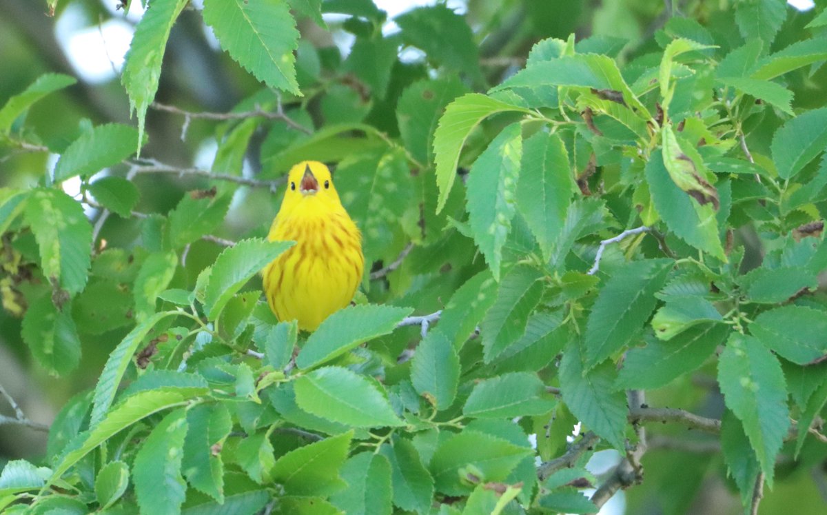 Male songbirds, like this yellow warbler, often fluff up their feathers when singing. This is a form of auditory & visual communication. Fluffed feathers act as a display to gain the attention of females, who seek out vibrant males with healthy genetics. 📸Sandra Uecker/USFWS