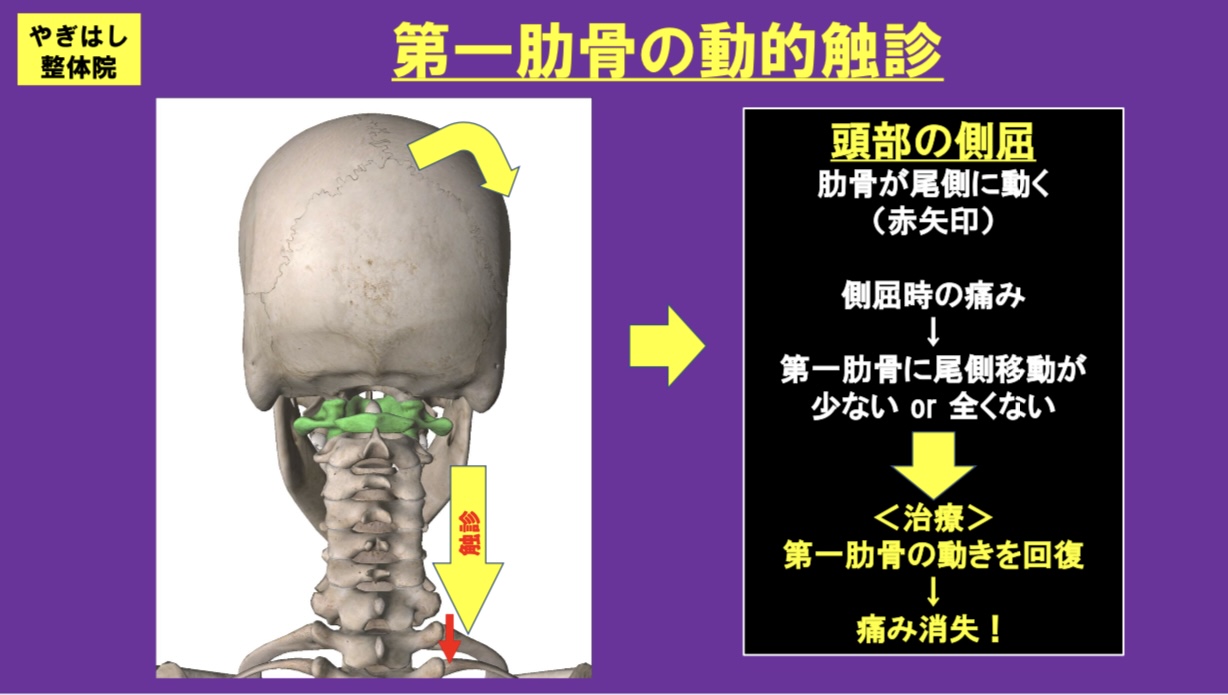 DVD2枚組】筋および受容器に対する治療的触察・刺激法 ＜体幹