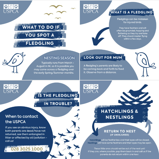 We're being woken up to the beautiful sound of birds Parents flying back & forth to their nests feeding their babies & getting them ready to takeoff! You may come across a fledgling & are concerned. So we've compiled some advice below on what to look out for & what to do.#birds