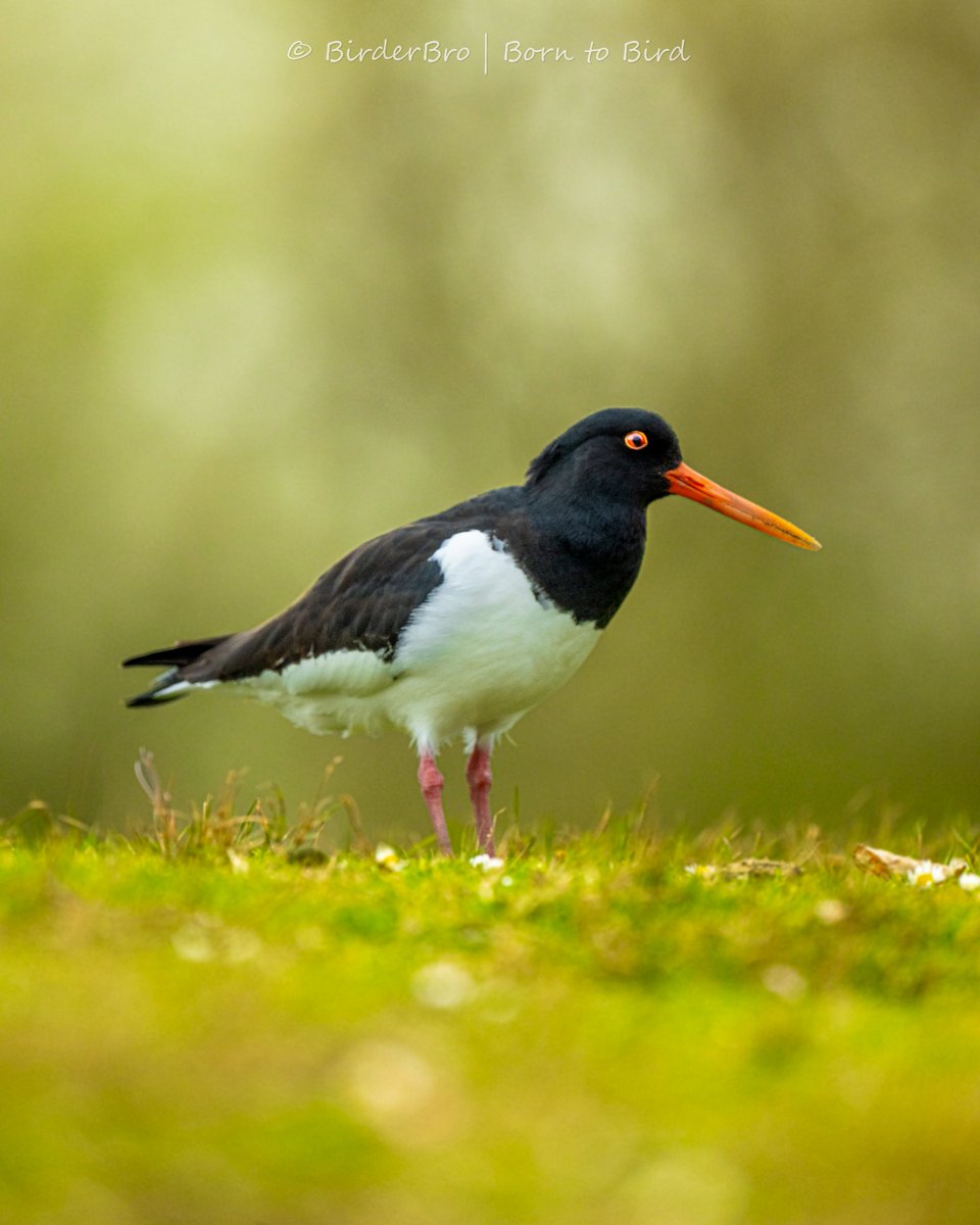 Quick poll: have u seen enough of this Oystercatcher yet🥰❓ Y/N
Well, one more for sure⬇️😍

#birds #shorebirds #waders #birding #birdwatching #birdphotography #birdlovers #BirdTwitter #BirdsOfTwitter #nikonz8 #nikonphotography