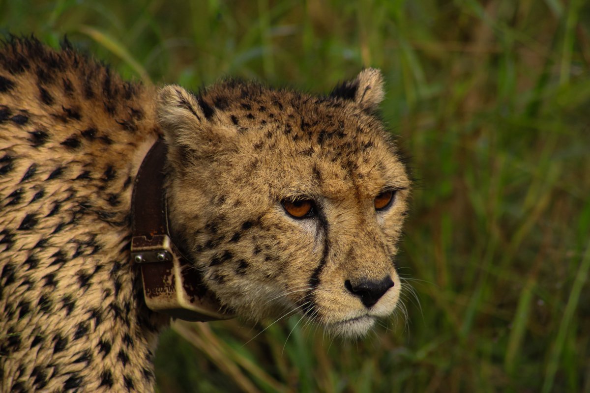 The Wildlife ACT monitoring team on @ManyoniReserve was very happy when they eventually came across this collared female Cheetah after spending the morning tracking her in the rain. This female was of particular priority for the session, as she currently has young cubs.