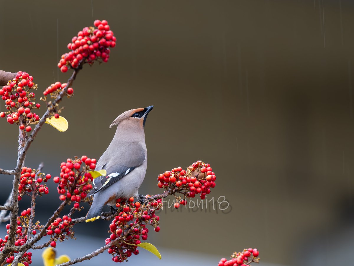 今日も一日雨でしたね
＃野鳥　＃野鳥撮影　＃バードウォッチング　＃キレンジャク　#OMSYSTEM
今年は地元で桜レンジャク撮れないかなぁって思ったり