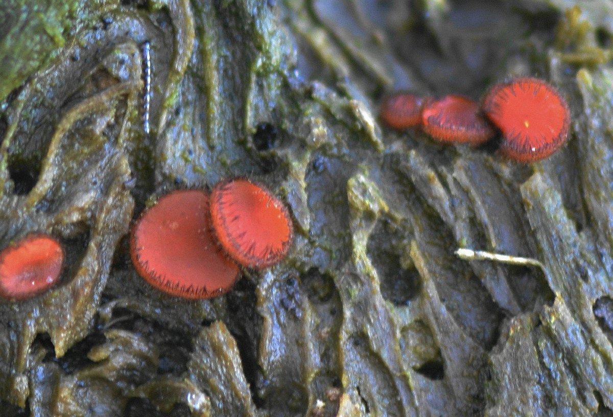 I came across some Eyelash Fungi growing on a Crack Willow log that's in a very wet pasture field. As I stooped to admire it I suddenly found I was gently sinking into the mire! Oops! 😀