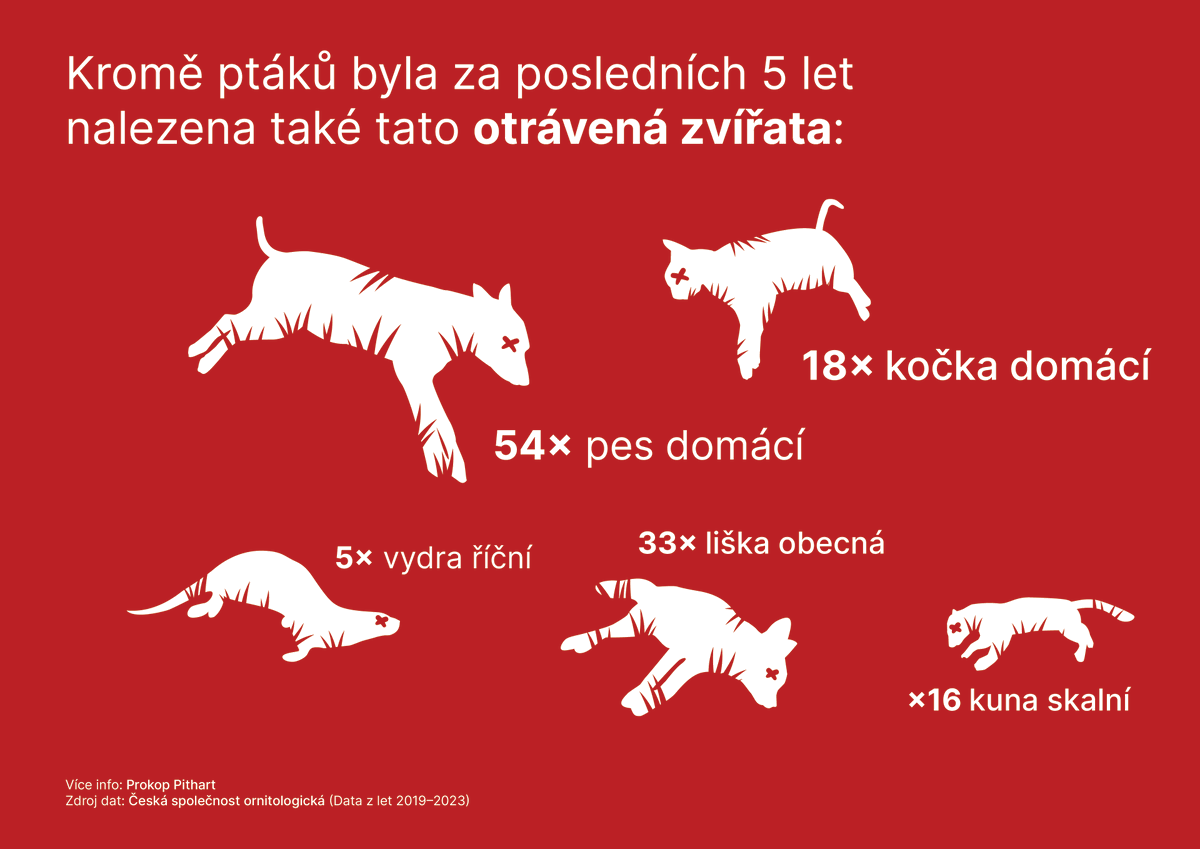 PithartProkop's tweet photo. Moc mě trápí, kolik ptáků a dalších zvířat někdo otráví každý rok v české přírodě.
Tady je pár infografik, které ukazují, jak velký je to problém. S tím musíme něco udělat!
Prosím přidejte se, šiřte tento příspěvek a dnes na mě myslete – něco chystám. https://t.co/RbSjErtSPa