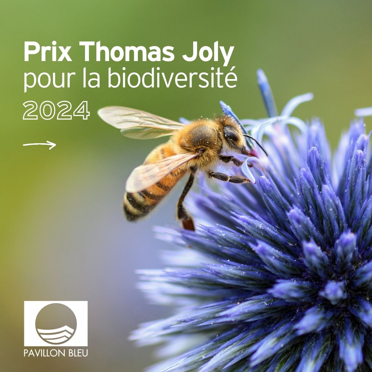 Pavillon Bleu France tweet media