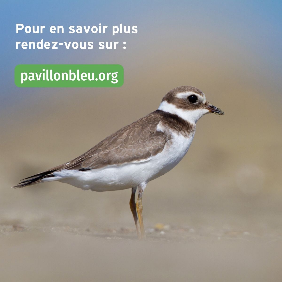 📢Le prix Thomas Joly pour la #biodiversité évolue !

Cette année, Il ne sera plus décerné en fonction du type de site, commune ou port de plaisance mais en fonction du type d’action. Il récompensera :
➡️Une action de #sensibilisation
➡️Une action de #préservation / #restauration