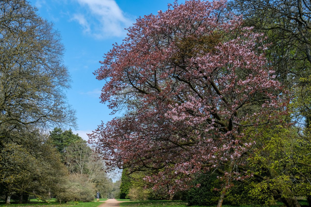 A special sight this week is Sargent's cherry on Broad Drive. Flowers appear for just a few days. 🌸 Planted 100 years ago, it is very old for a cherry tree, generally not long-lived trees. Now supported by wooden braces. 🔗 forestryengland.uk/westonbirt/win… #flowers #springatwestonbirt