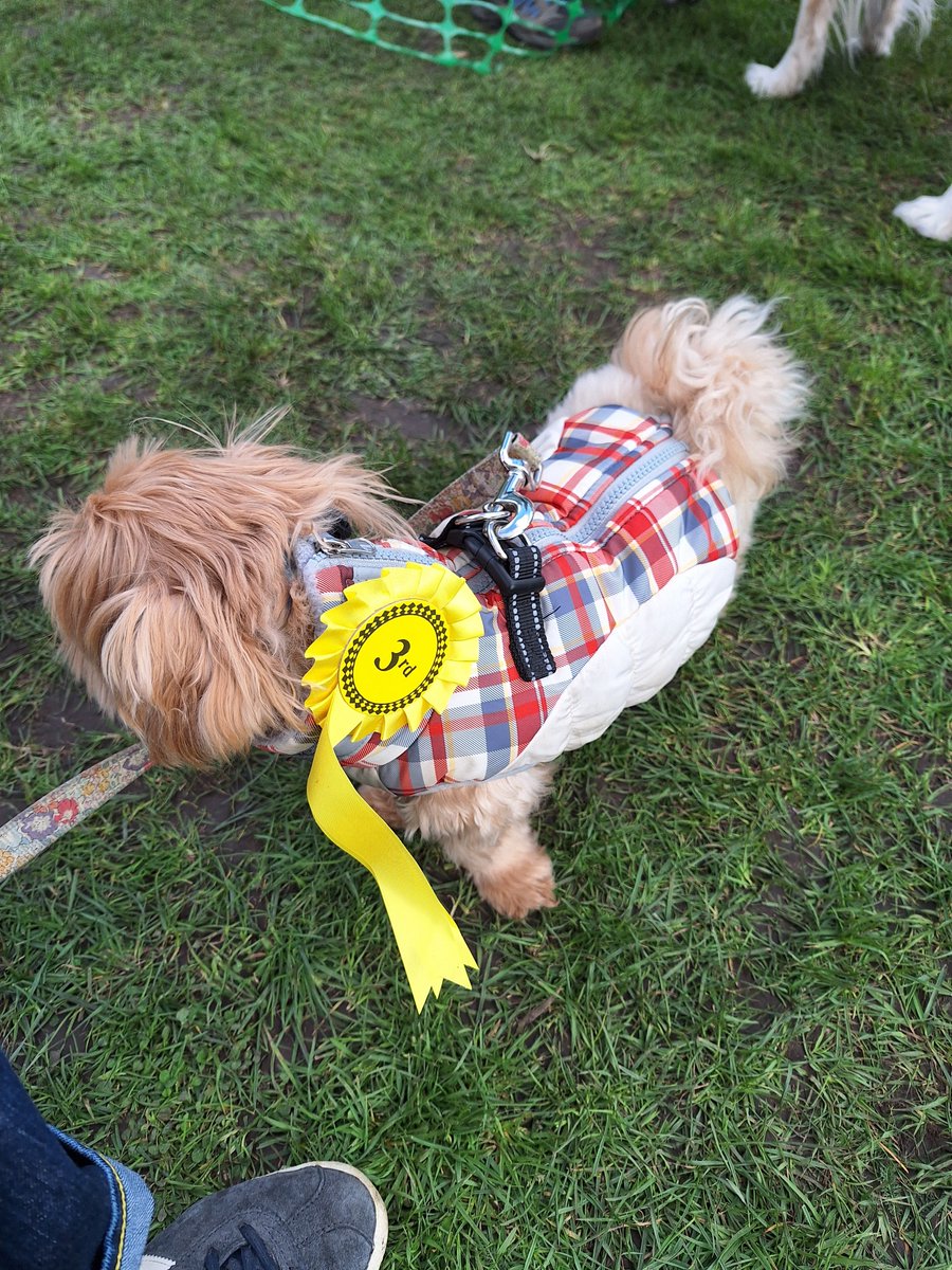Well done to little Martha, the sole survivor after her mum and siblings died during childbirth, rehomed from @The_Blue_Cross in Thirsk, North Yorkshire. She came 3rd place in the rescue class at the @AllDogsMatter dog show yesterday @NinaWarhurst !
