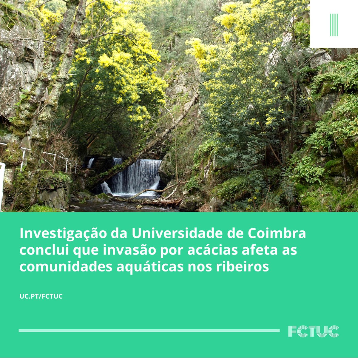 Investigação da Universidade de Coimbra conclui que invasão por acácias afeta as comunidades aquáticas nos ribeiros. Mais informações aqui: uc.pt/fctuc/noticias…