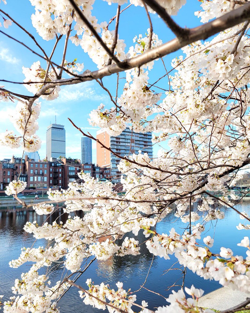 Spring along The Charles River in Boston (MA)🇺🇸 #Springvibes 🍃🌸